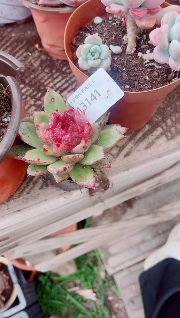 小****8跃跃精品多肉13141