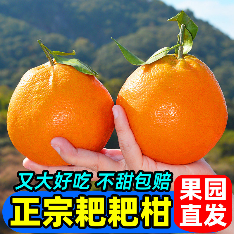 四川春见耙耙柑不之火丑橘新鲜采摘香甜多汁当季水果(佛山仔)