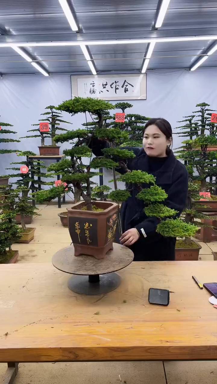 【闪购商品】高端盆景一物一拍，所见即所得