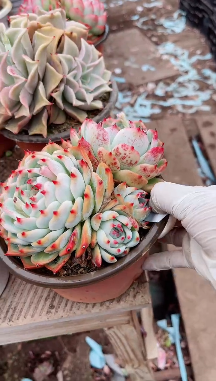 【闪购商品】04422