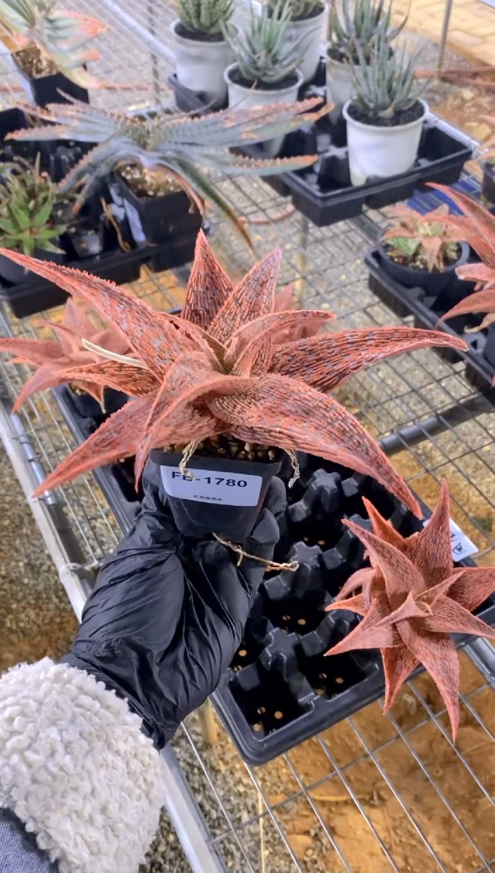 【闪购商品】园艺芦荟FB-1780