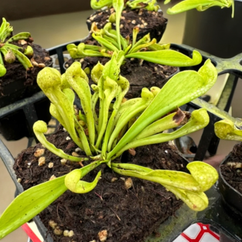 绿鹦鹉，食虫植物室内盆栽