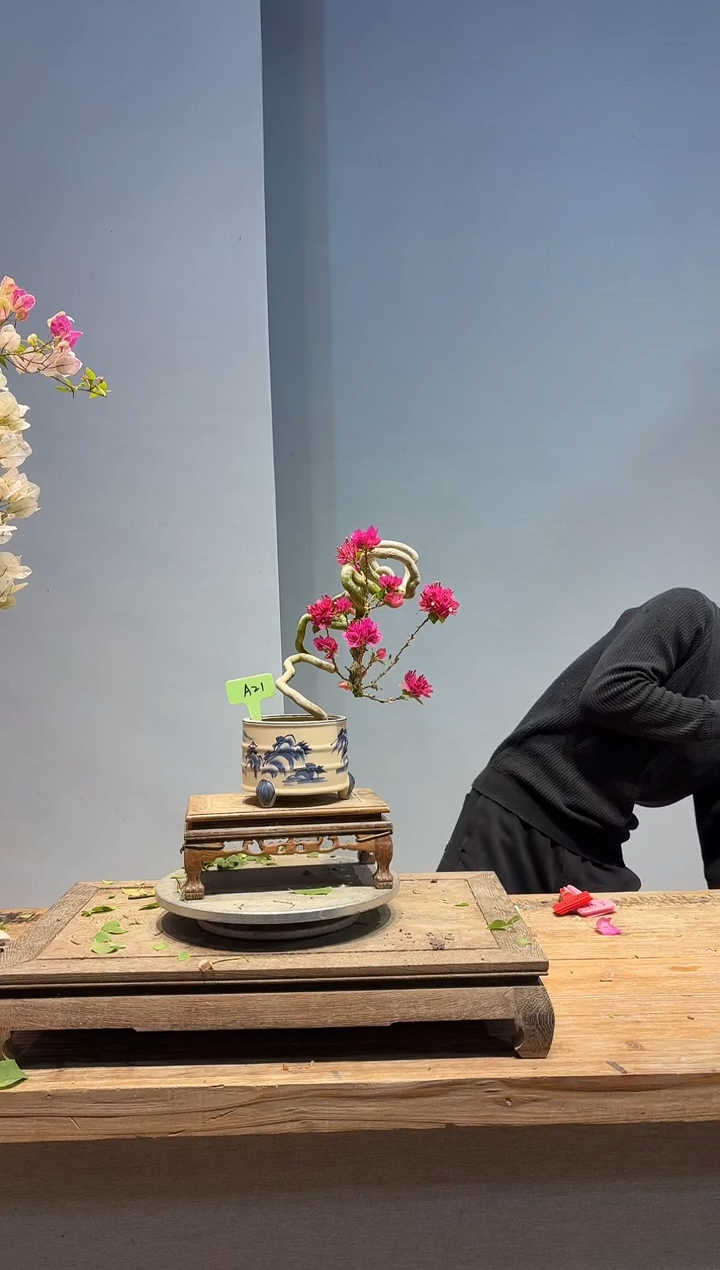 以实际为准三角梅A21