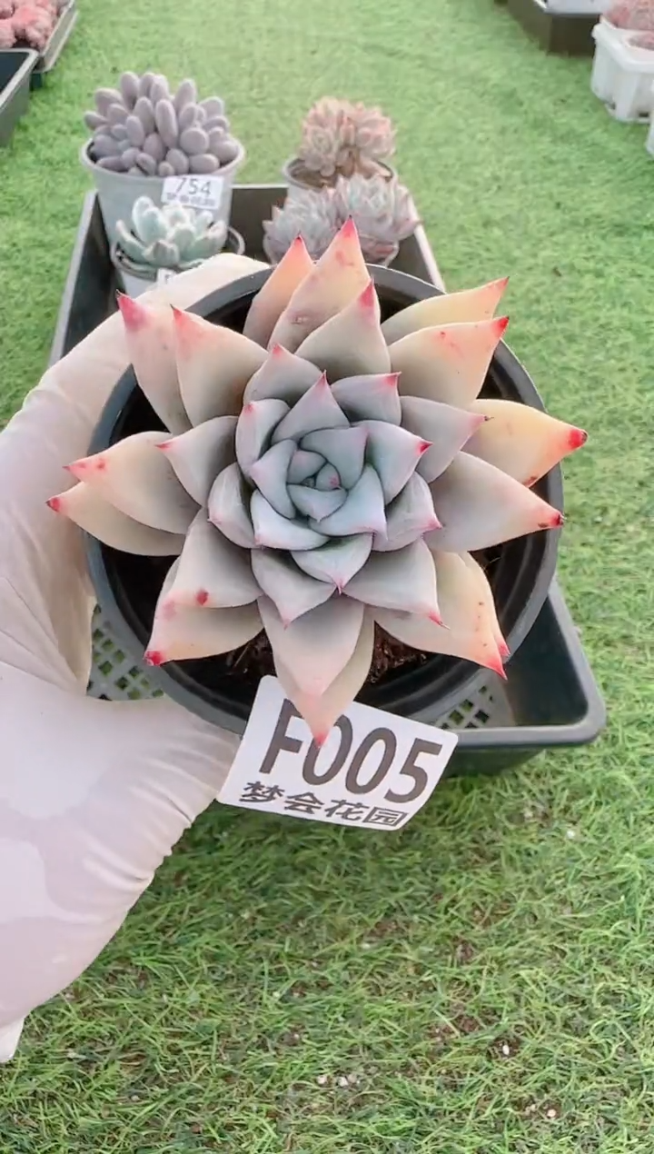 【闪购商品】梦会多肉一物一拍