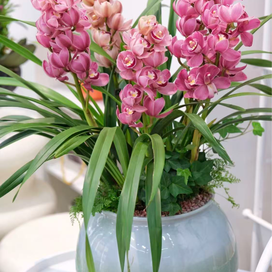 （基地直发）葡萄美酒大花蕙兰盆栽