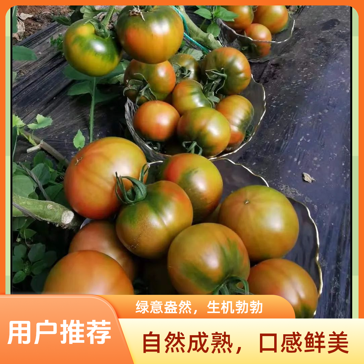 顺丰精选辽宁阜新塔子沟 碱地新鲜现摘 水果酸甜小番茄地铁皮柿子