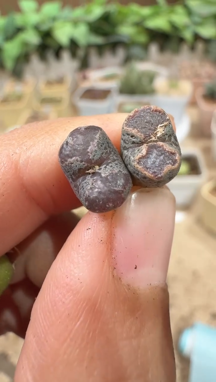 28-330多肉植物肉锥