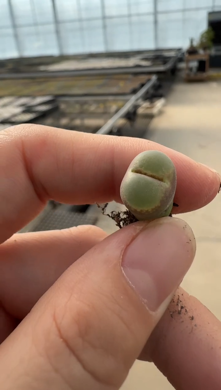 【闪购商品】2/4-160