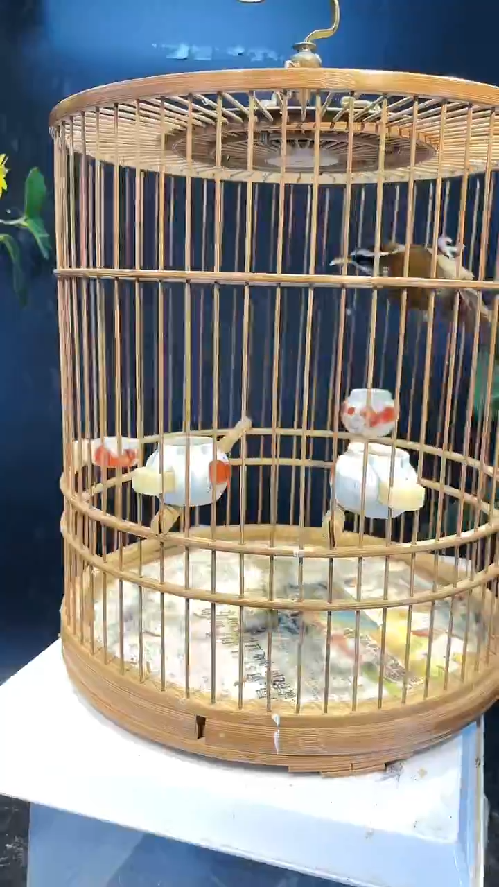 8号  棕颈勾嘴养笼0元起拍 