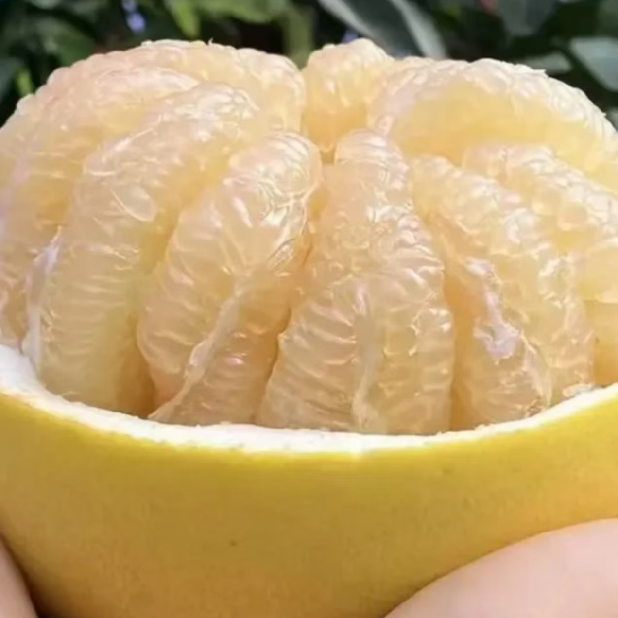 【顺丰】平和白玉蜜柚 2颗净4斤左右（仅江浙沪皖）