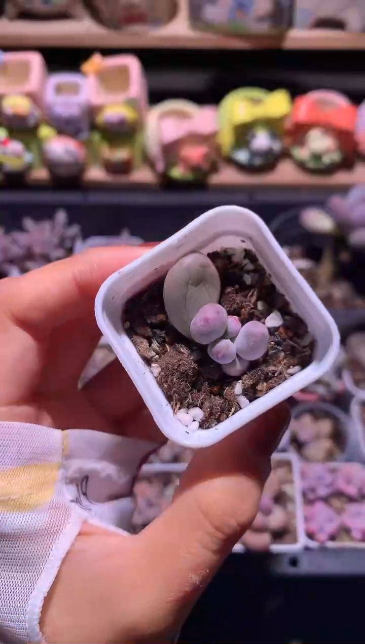 米可叶插苗，满28包邮，不满发一个叶片到付