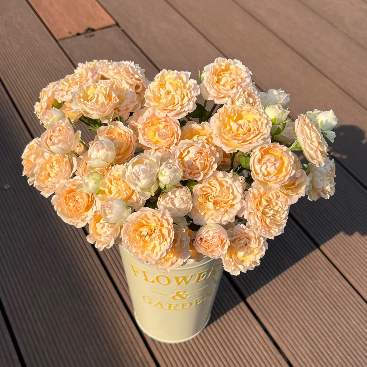 【快乐星球】云南斗南基地现采现发品质好快乐星球多头玫瑰10支