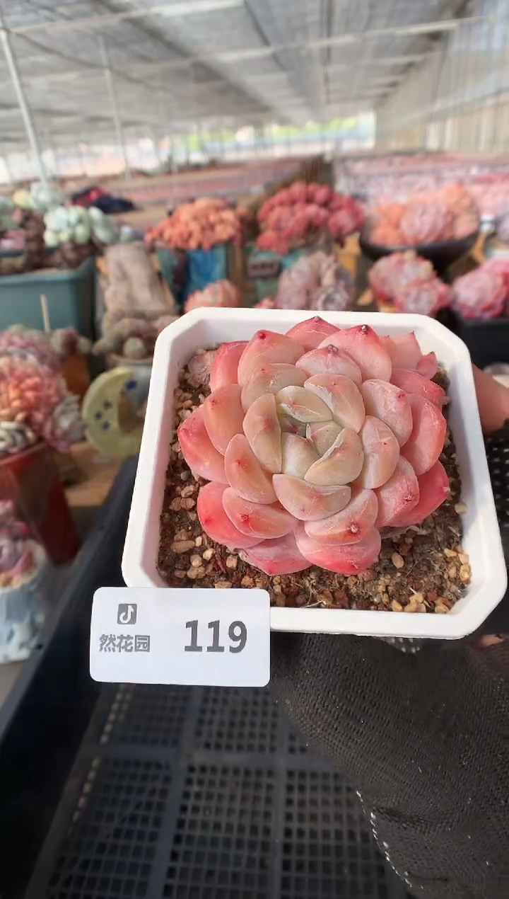 119糖心一物一拍