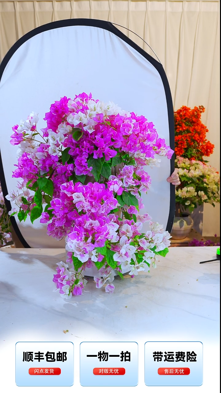 大部分开放少量花苞章红樱