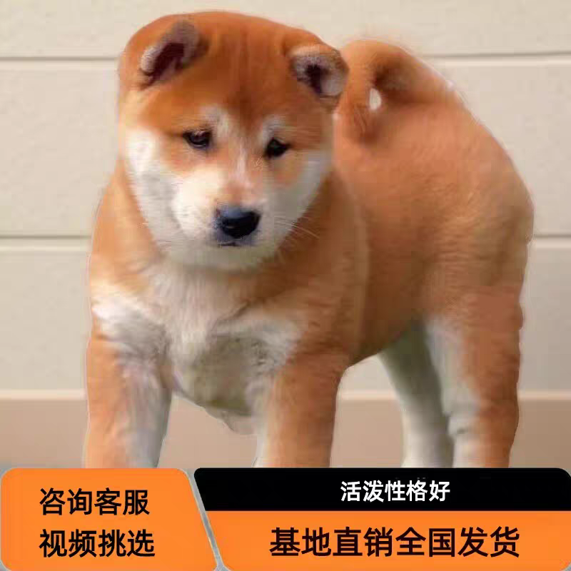 顶呱呱田园犬活体专属链接