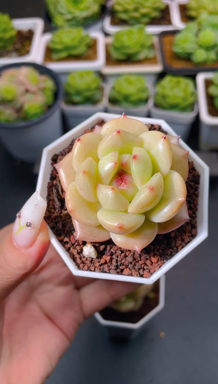 009环玉量拍发一颗