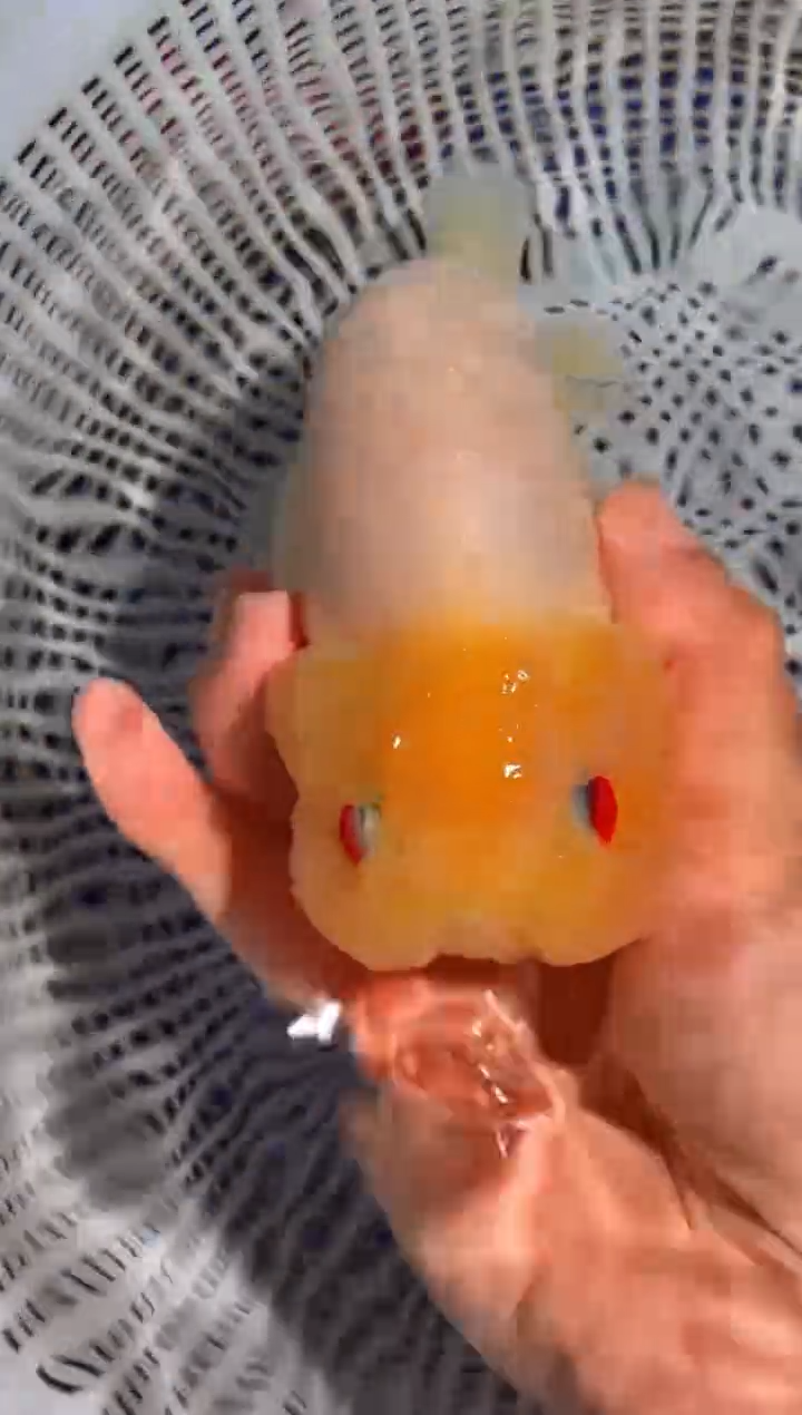 金鱼（运费到付，马印灯下展示）福州追鱼兰寿金鱼