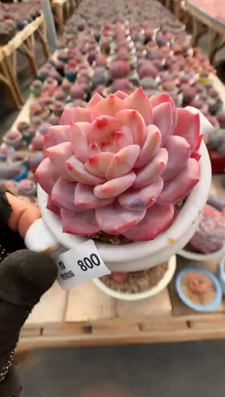 【闪购商品】800雪天使一物一拍