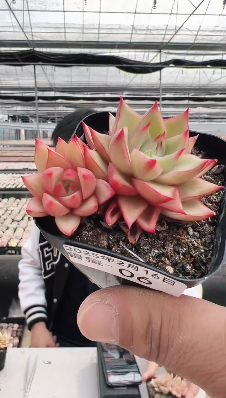 【闪购商品】碧玺多肉-6