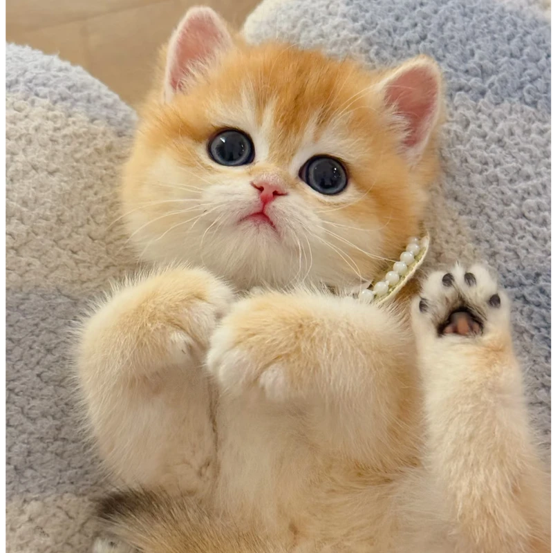 【全品类可爱猫咪】布偶金渐层缅因蓝猫拿破仑蓝白奶牛布偶暹罗