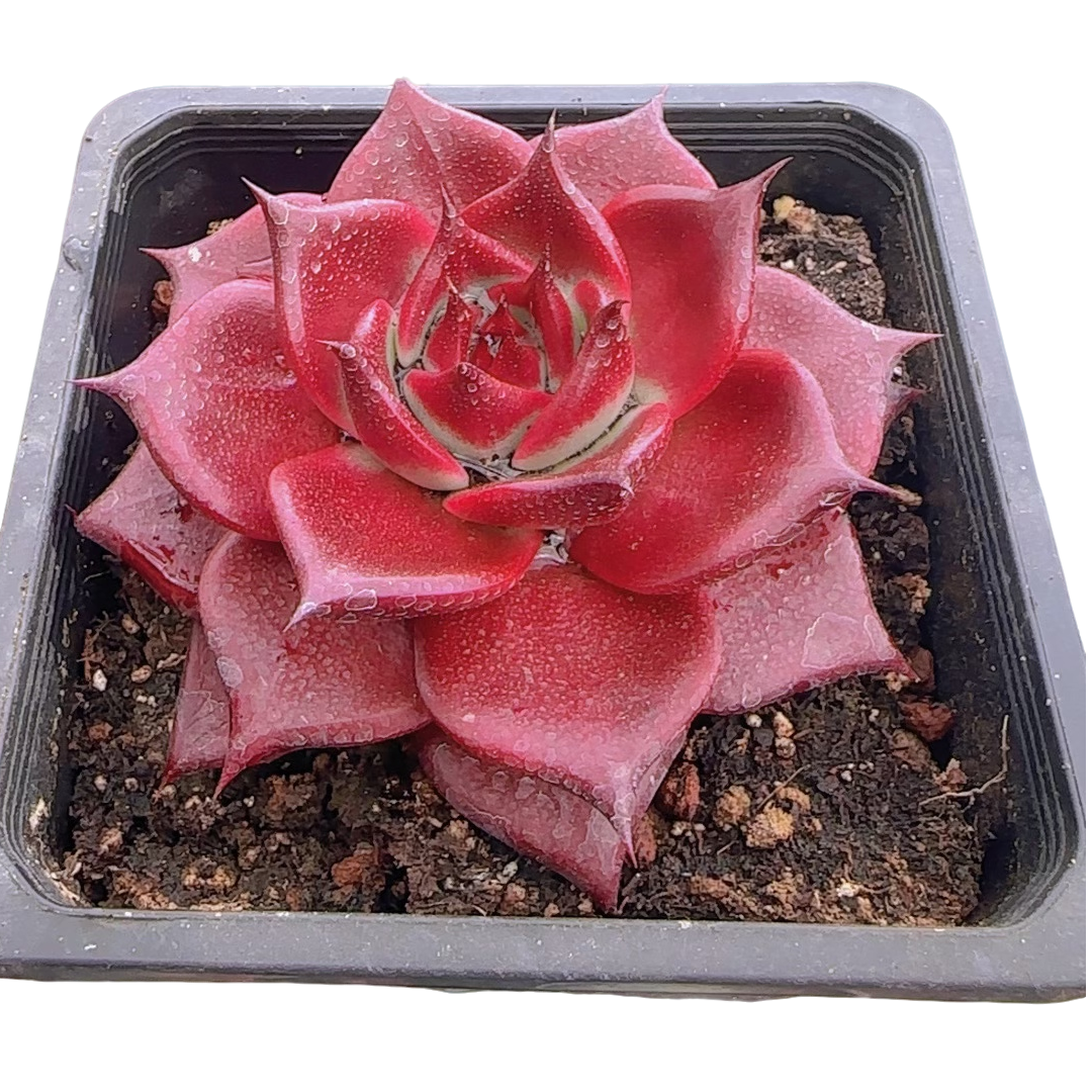 孤品多肉 (多肉植物)满19.9包邮 云南基地源头直发新手好养