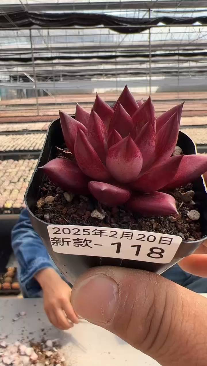 【闪购商品】新款多肉-118