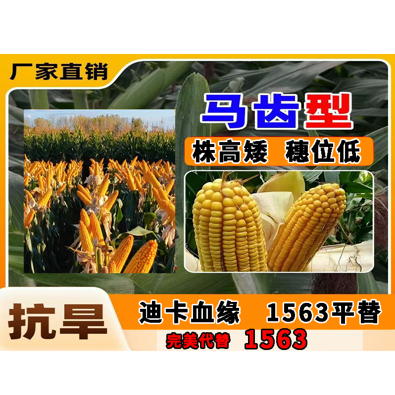 1563平替廸卡血缘36玉米种子-预