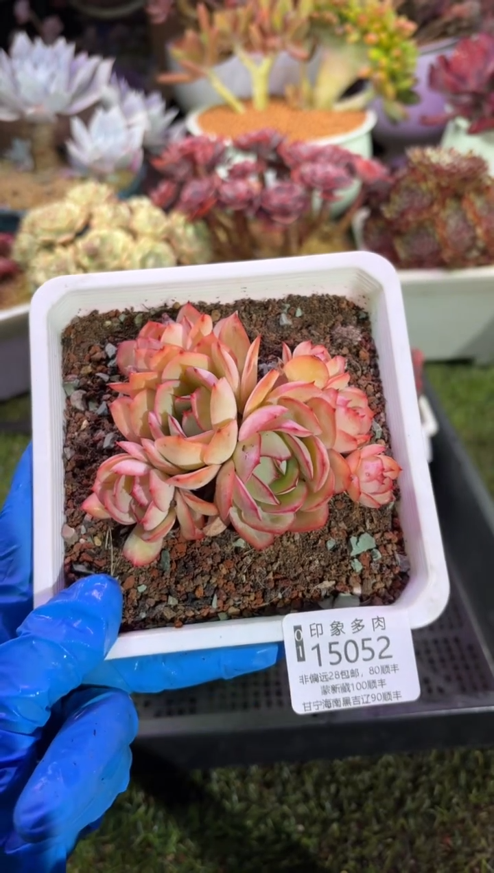 【闪购商品】15052