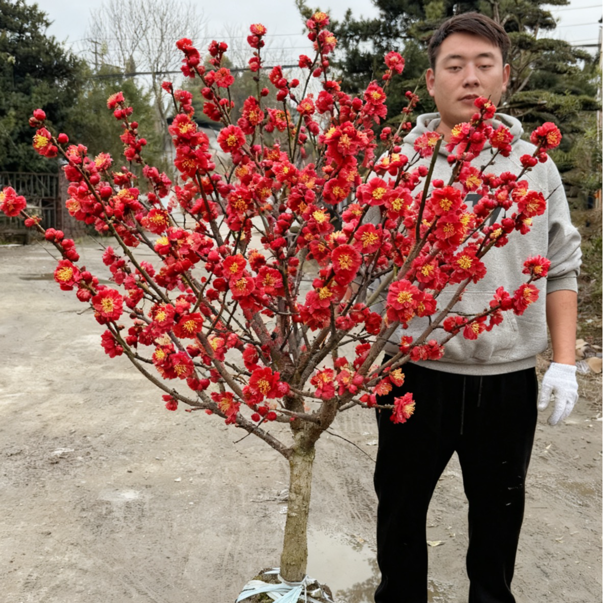 【原生正品红梅】梅花老桩盆景耐寒阳台庭院浓香红梅开花原生梅花