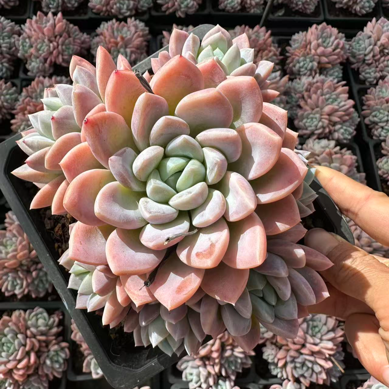 12#粉冰玉5头起多肉植物 前男友精品多肉 SM0463