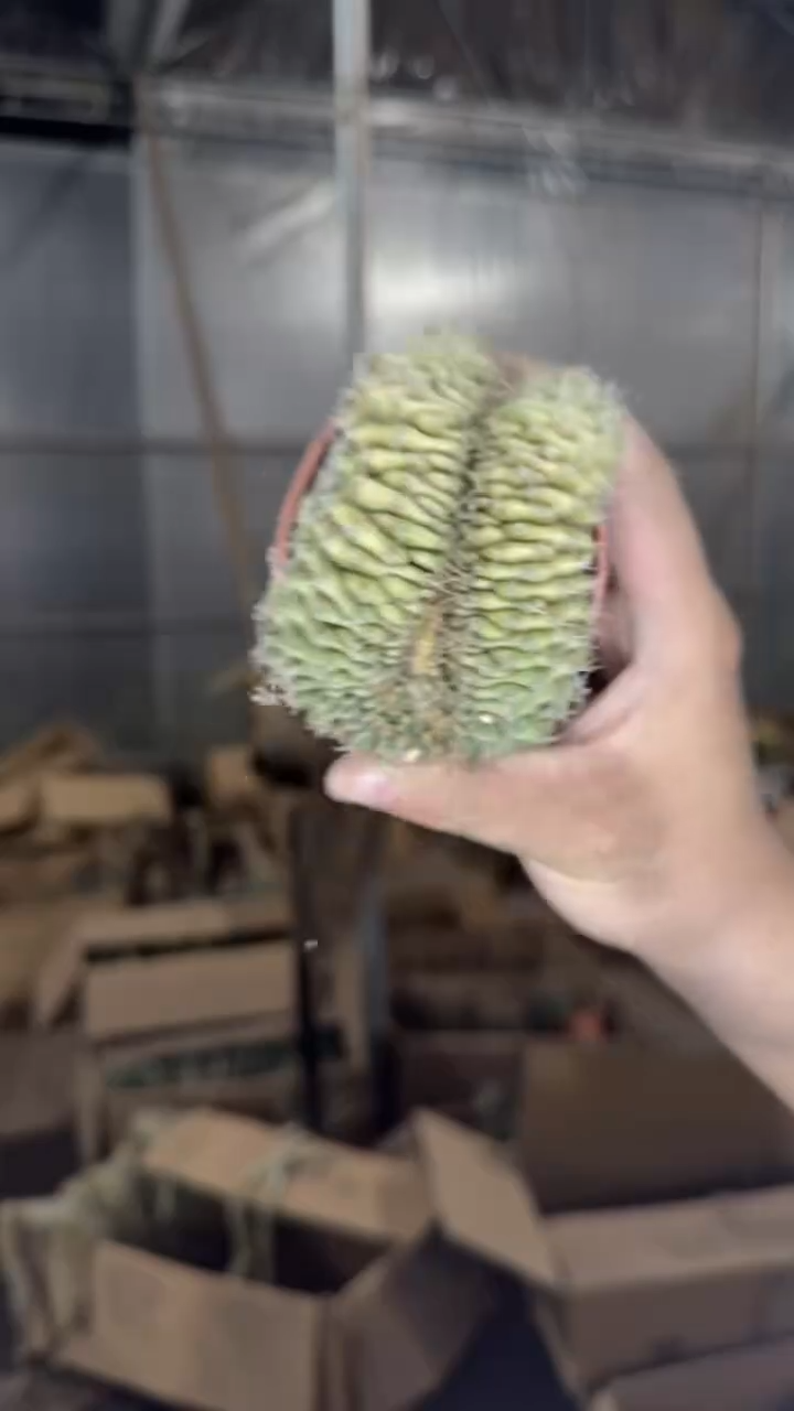 7-9cm 翠皇冠 缀化【带根】