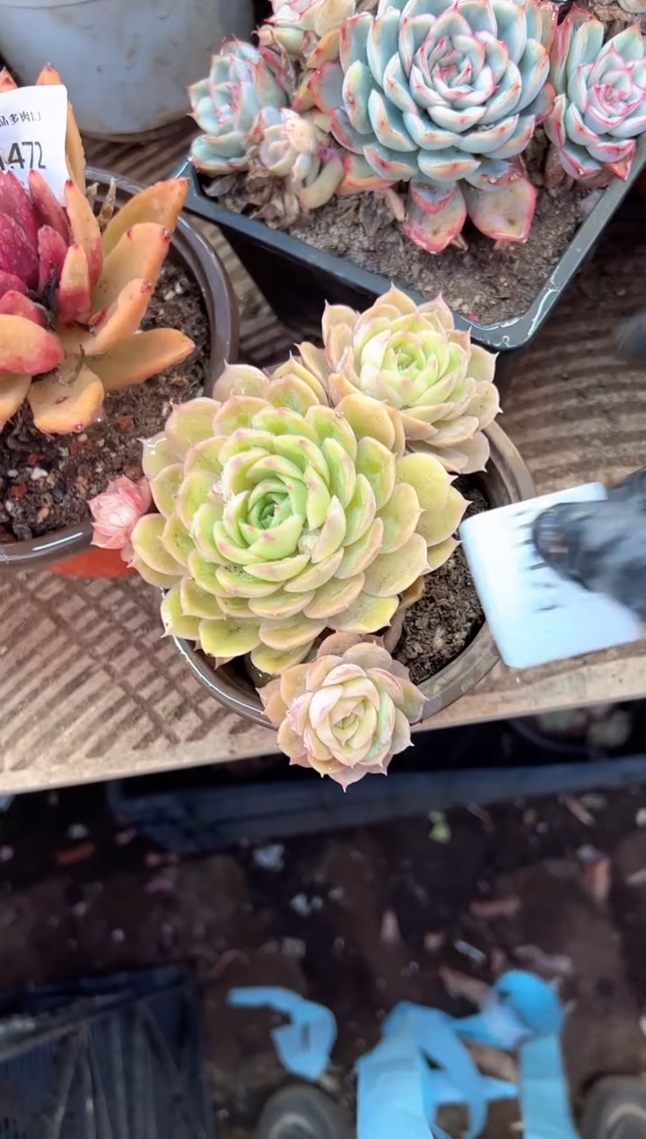 时**一多肉植物一物一拍01473