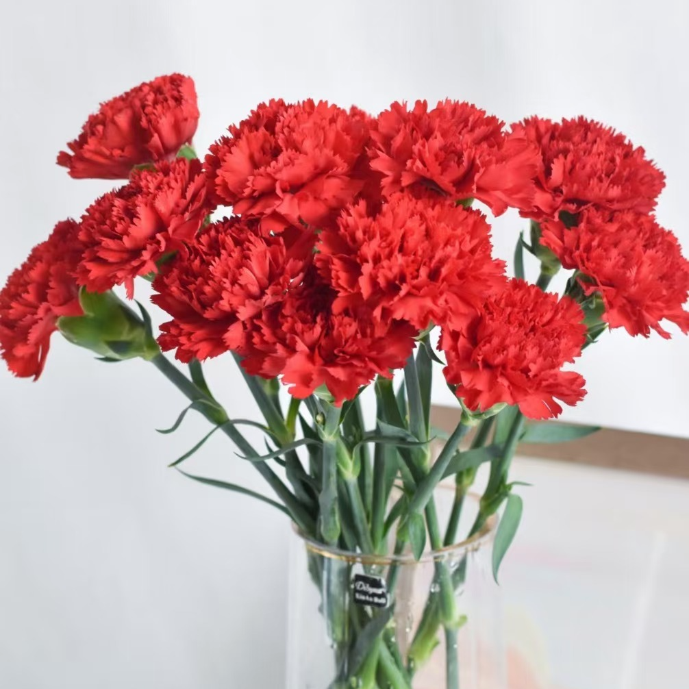 【红色康乃馨】两单顺丰包邮 三单送花瓶 常州家居鲜花 批发/直播 江浙沪皖次日达