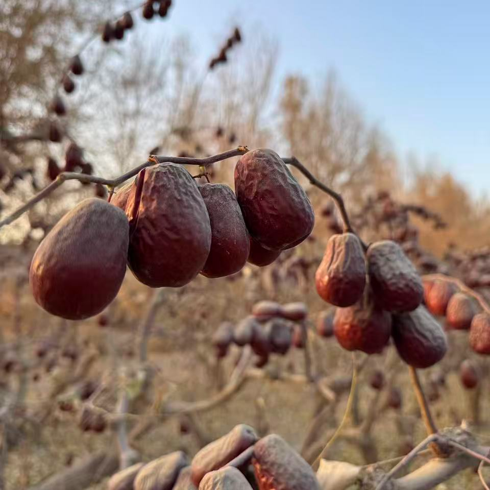 正宗原生态和田大枣（二级三级混合）五斤送一斤