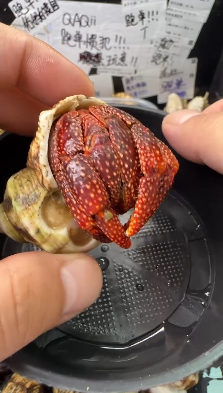 3.2口黑莓一只，不包全品