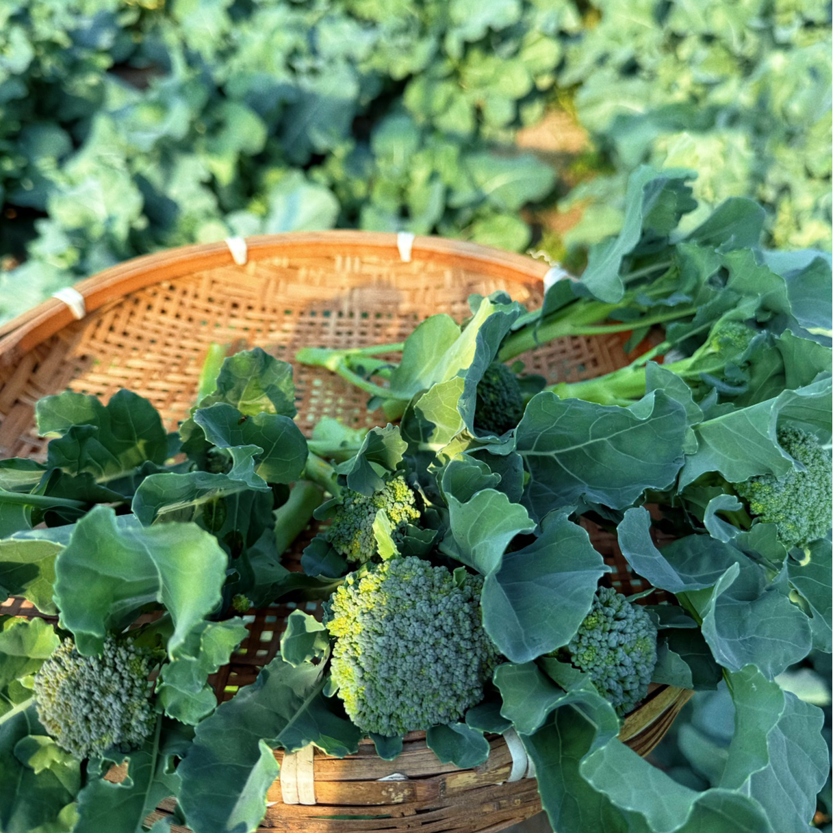 [普禾农场]生态自然放心蔬菜西兰苔