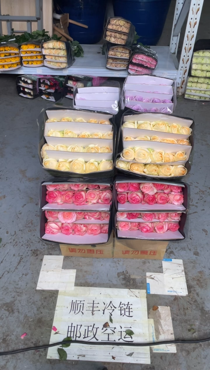 艾沙20枝+香槟20枝+海洋之歌20枝