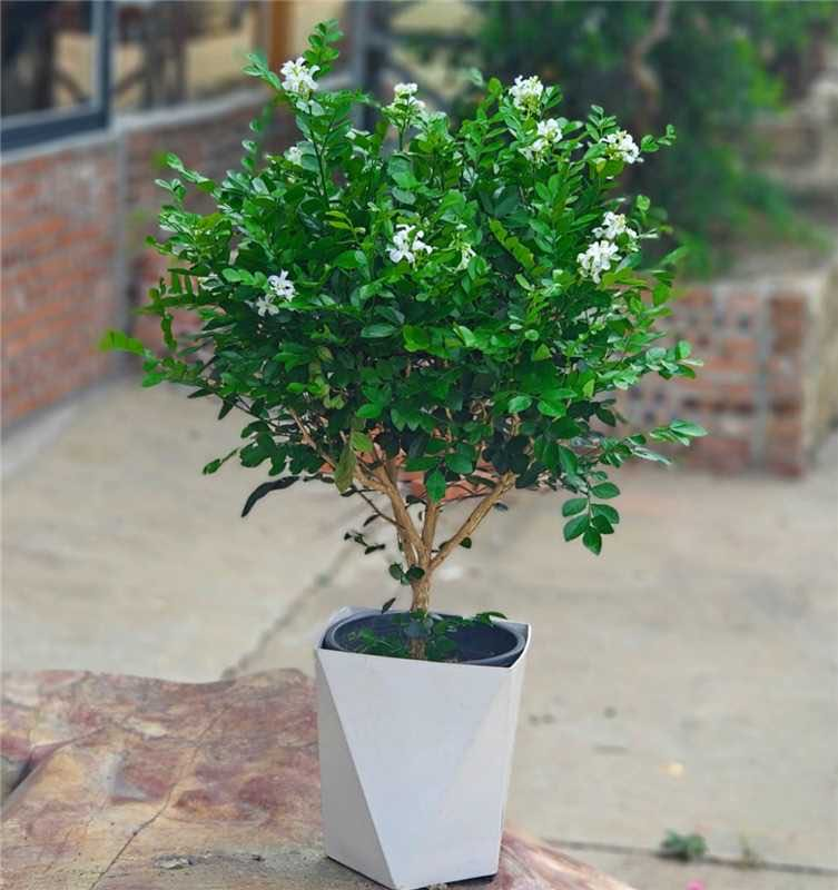 【50-60高度】九里香盆栽老桩大颗四季驱蚊净化空气适合室内外