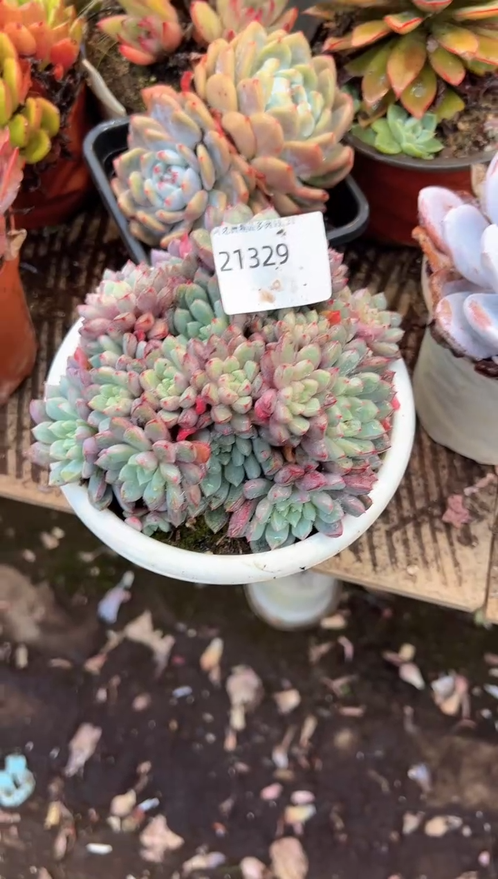 那**芳多肉植物一物一拍21329