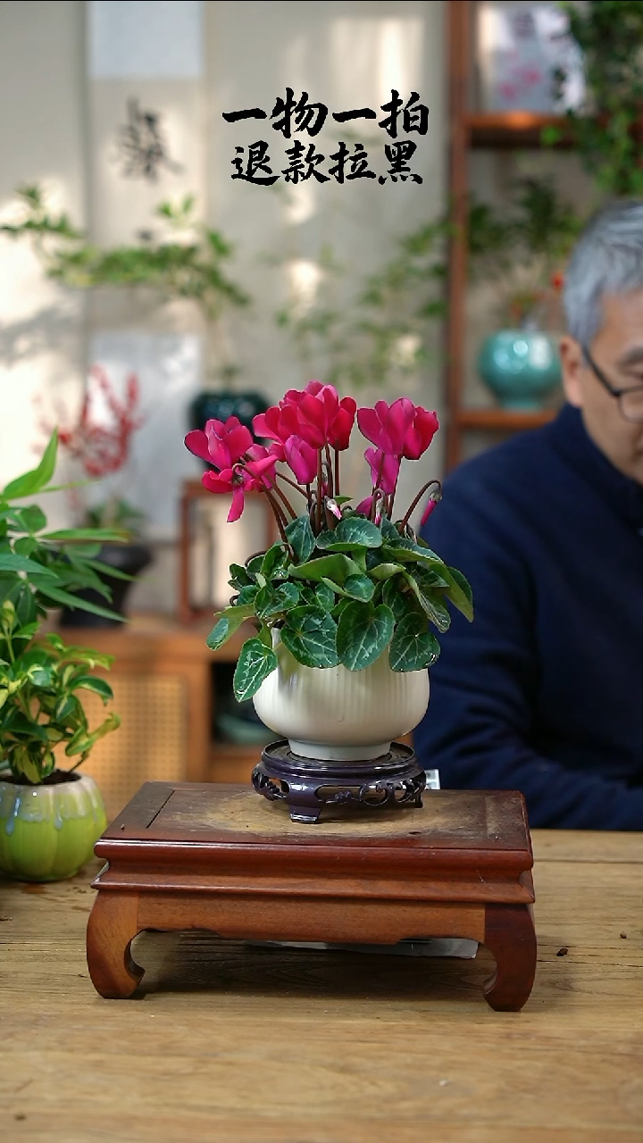 完全开放茗****眉仙客来062