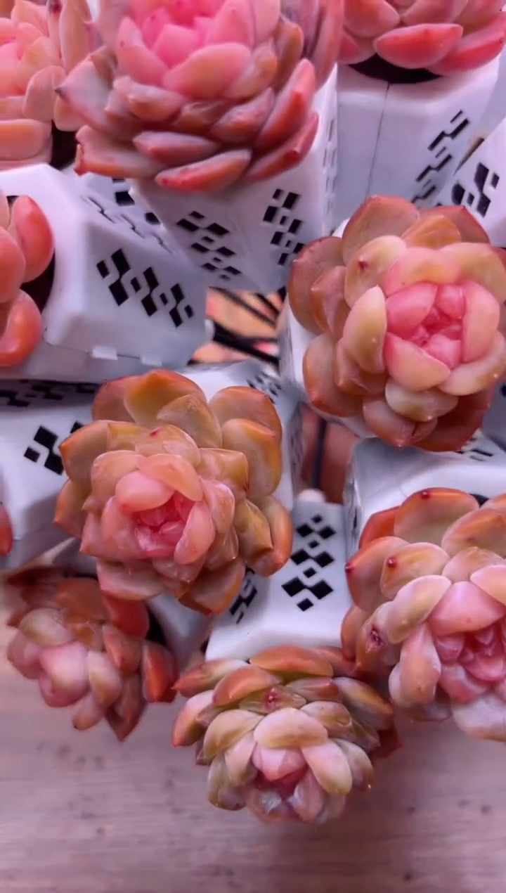 【闪购商品】无土多肉 冰魄花束十颗相同品种带盆带签