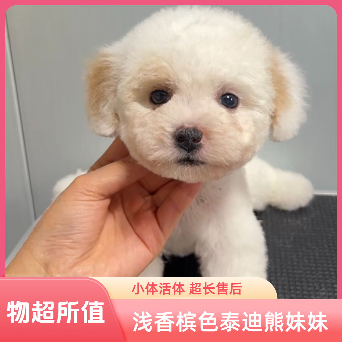 浅香槟色小体泰迪熊妹妹活体