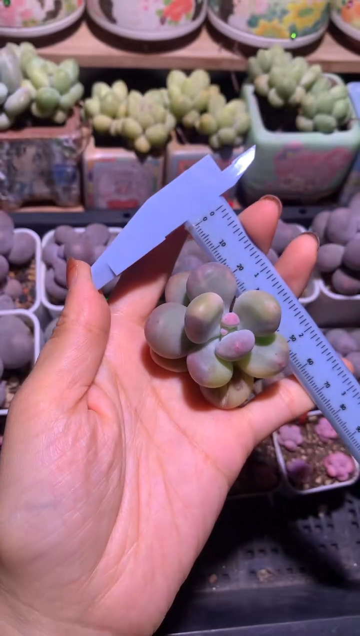 紫皮奶酪锦多肉一颗