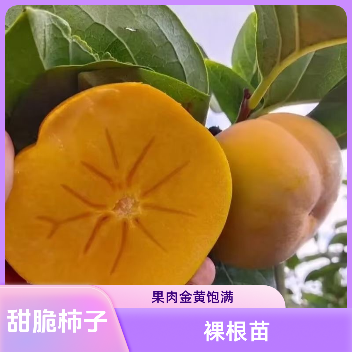 【甜脆柿子裸根苗】好管 丰产 不涩口 均可种植