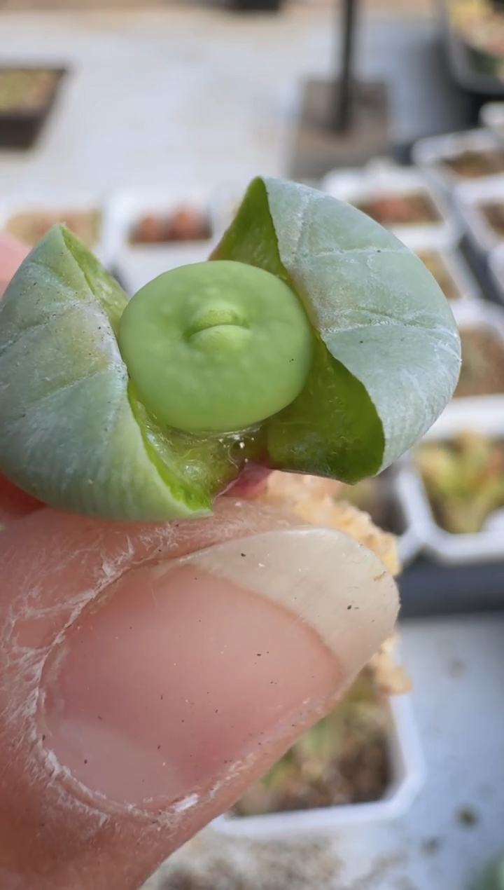 【闪购商品】8--51