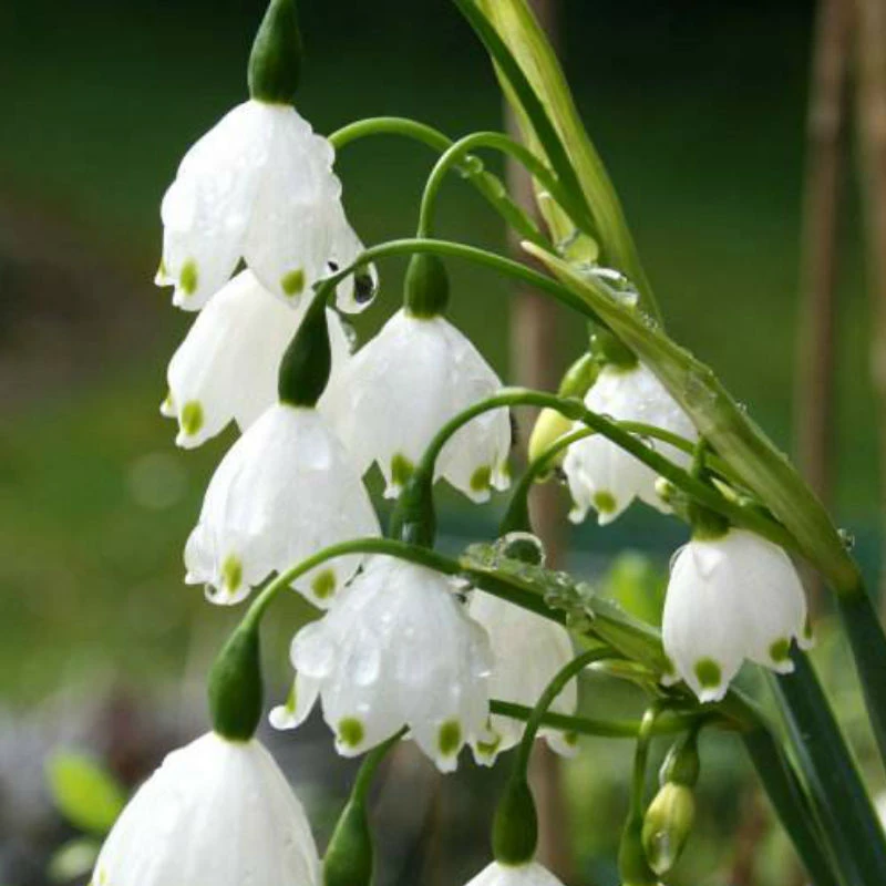 【雪雪家花园专属】雪片莲+多年生+耐寒球根花卉庭院阳台植物+