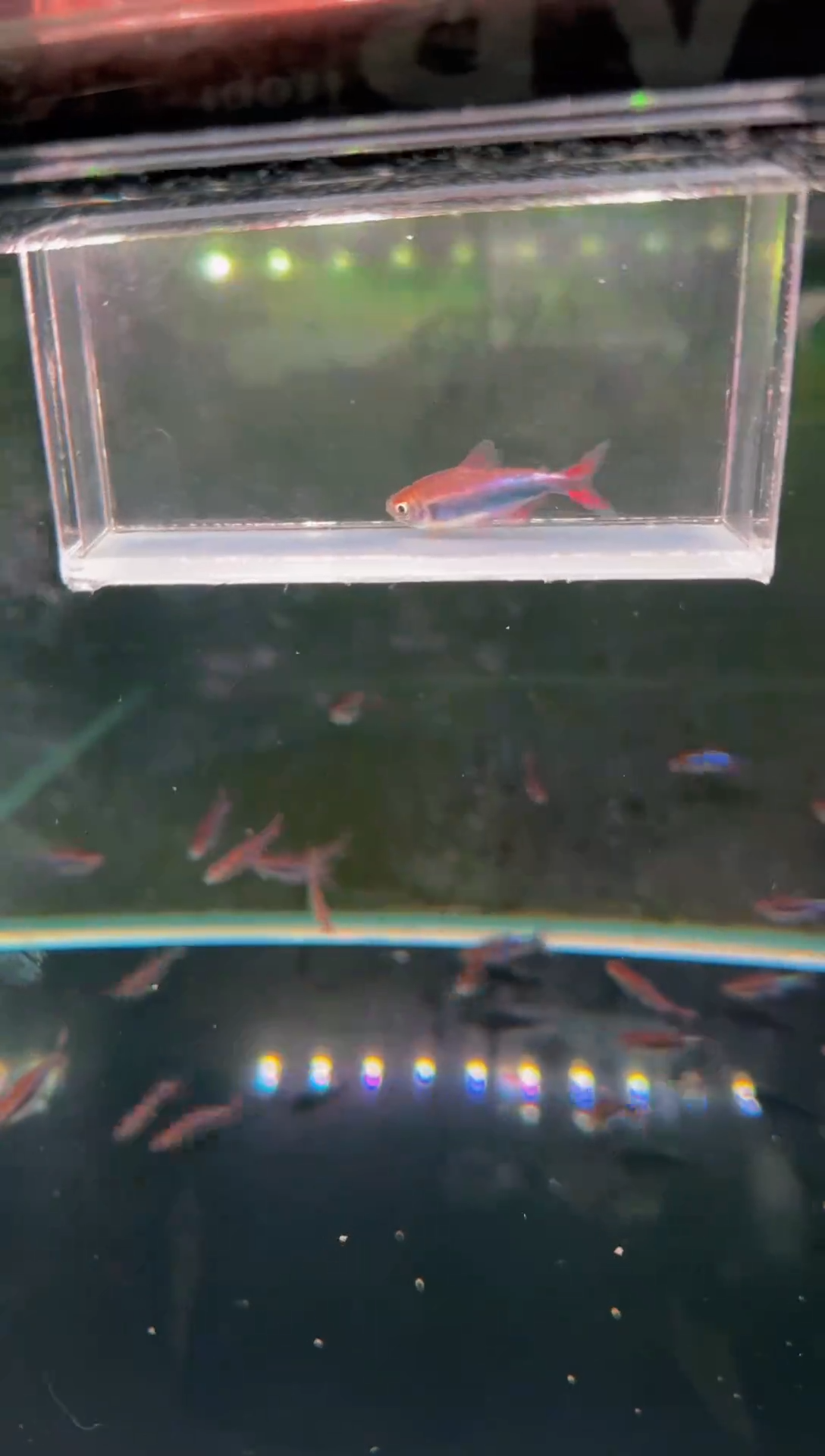 灯科鱼幽灵蓝帝*1