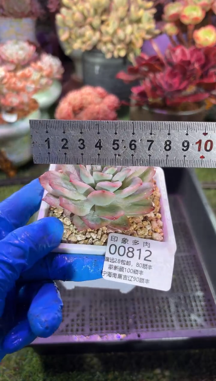 【闪购商品】00812