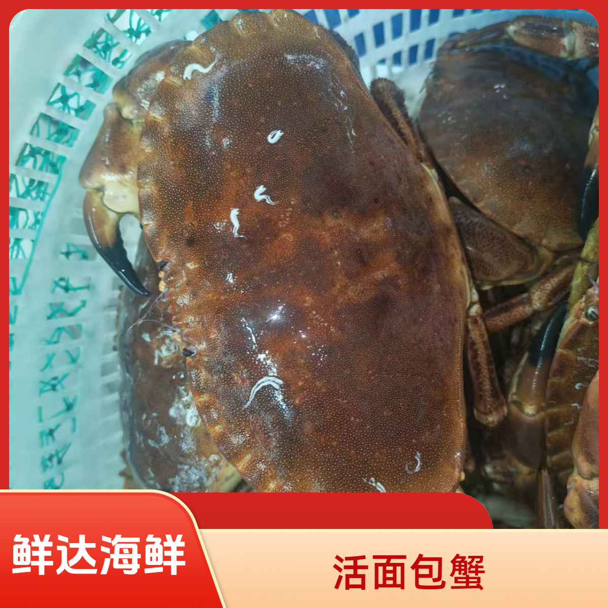 活面包蟹满黄（个别掉抓）