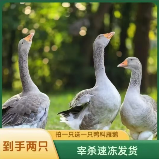顺丰买1送1大雁鹅2只毛重12斤净重8-9斤带翅膀腿除舌头珍